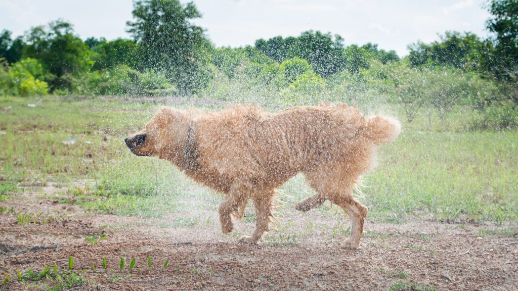 Ein Golden Retriever schüttelt sich das Wasser aus dem Fell und setzt zum Laufen an.