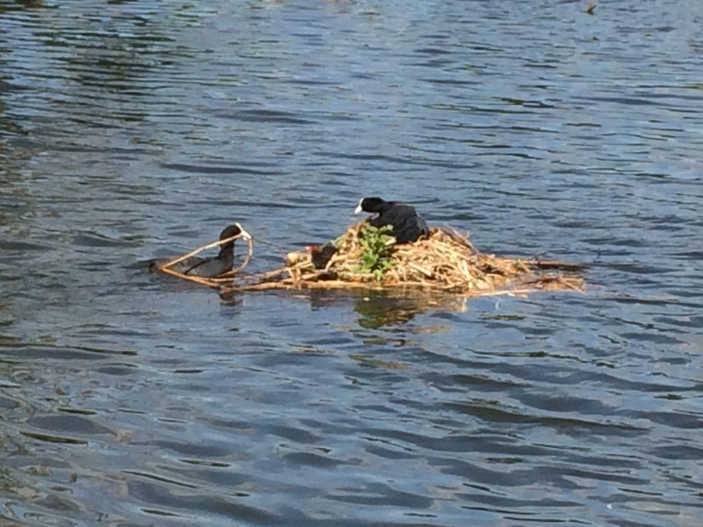 Eine Blesshuhnfamilie. Ein ausgewachsenes Blesshuhn sitzt mit den Küken im Nest, das von Wasser umgeben ist. Das andere Elternteil bringt einen Halm als Baumaterial zur Verstärkung des Nestes.