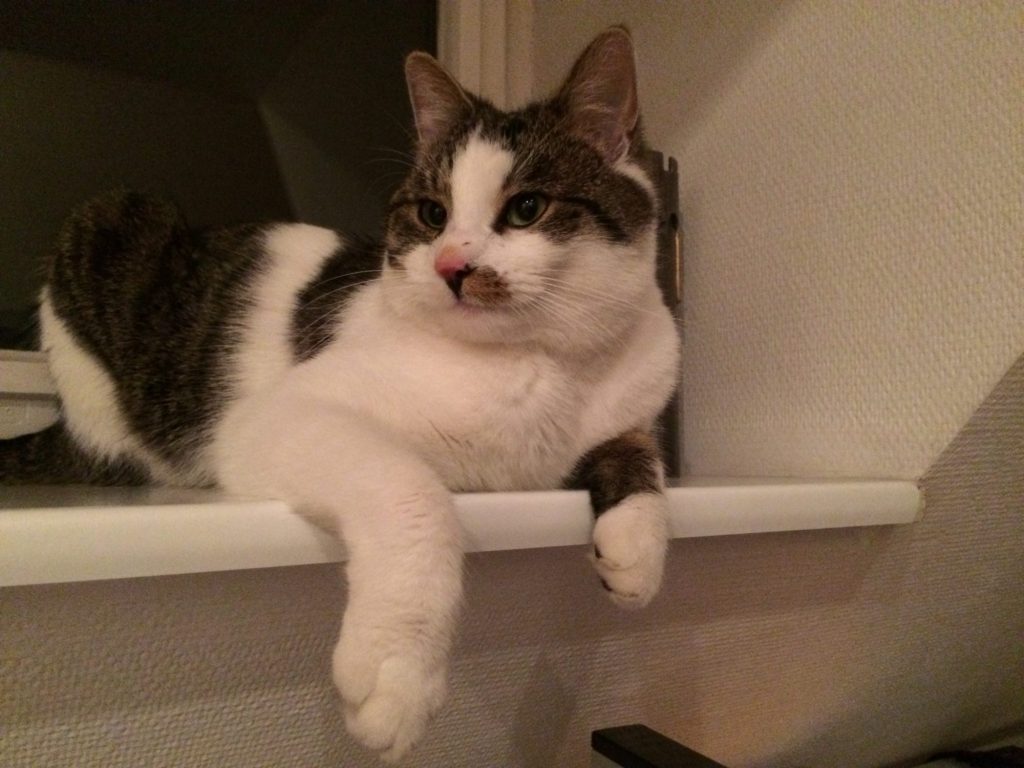 Ein kräftiger grau-weißer Kater sitzt auf einem Fensterbrett, die Vorderpfoten hängen lässig über den Rand. Er schaut aufmerksam und selbstbewußt.