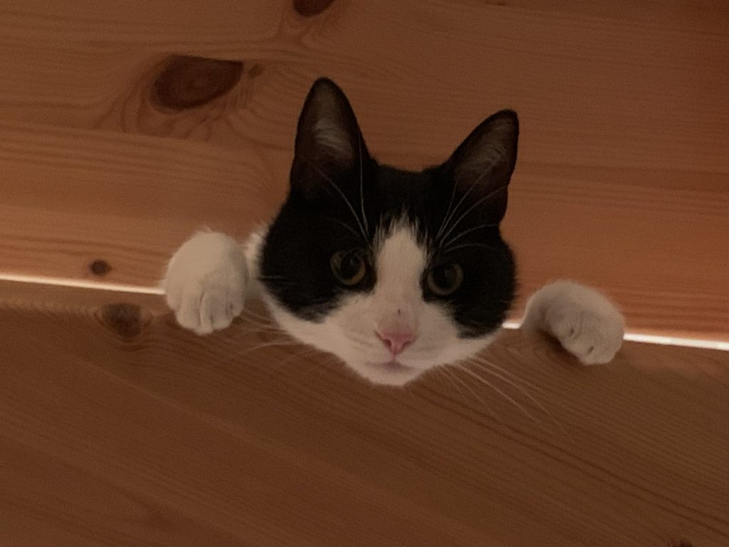 Ein kleiner schwarz-weißer Kater schaut von einer Treppenstufe herunter, nur der Kopf und die Vorderpfoten sind zu sehen. Die Augen sind ganz offen, der Blick ist lieb und verspielt.